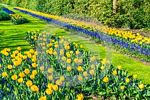 Keukenhof Garden, Holland