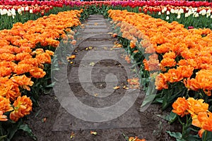 Keukenhof garden in Lisse photo