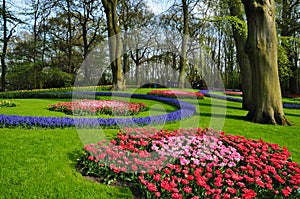 Keukenhof garden. The worlds largest flower gardens, situated in Lisse, Netherlands.