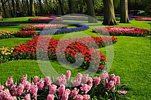 Keukenhof garden. The worlds largest flower gardens, situated in Lisse, Netherlands.