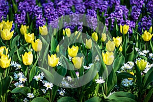Keukenhof gardens in the Netherlands during spring. Close up of blooming flowerbeds of tulips, hyacinths, narcissus