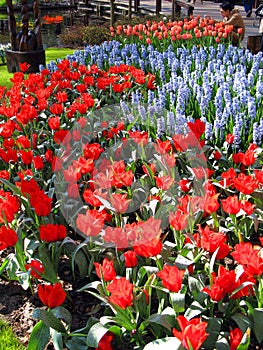 Keukenhof, Holland- april 04, 2007: Many blue, yellow, white, pink colorful flowers