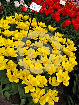 Keukenhof, Holland- april 04, 2007: Many red, yellow, white, pink colorful flowers in a beautiful flower bed in the park