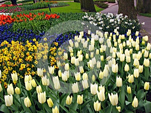 Keukenhof, Holland- april 04, 2007: Many red, yellow, white, pink colorful flowers (tulip, daffodil) in a flower bed