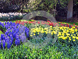 Keukenhof, Holland- april 04, 2007: Many red, yellow, white, blue flowers (tulip, daffodil, hyacinth) in the park