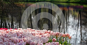 Keukenhof, Netherlands.Colourful pink tulips on display by the lake at Keukenhof Gardens, Lisse, South Holland
