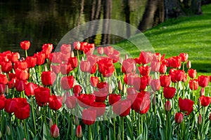 Keukenhof, Netherlands. Colourful red tulips on display at Keukenhof Gardens, Lisse, South Holland.