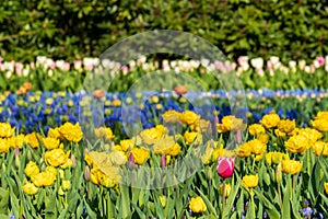 Keukenhof, Netherlands. Colourful yellow tulips on display at Keukenhof Gardens, Lisse, South Holland.