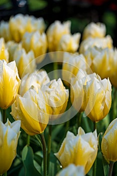 Keukenhof, Netherlands. Colourful yellow and white tulips on display at Keukenhof Gardens, Lisse, South Holland.