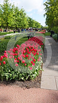 Keukenhof,netherlands,holland;11/05/2019: Stunning spring landscape, famous Keukenhof garden with colorful fresh tulips,