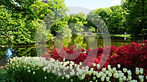 keukenhof,netherlands,holland;11/05/2019: Stunning spring landscape, famous Keukenhof garden with colorful fresh tulips,