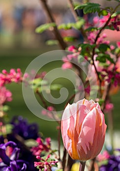 Keukenhof, Netherlands. Pink colour tulip on display at Keukenhof Gardens, Lisse, South Holland.