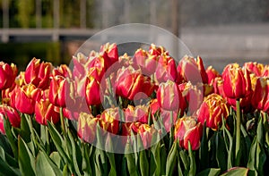 Keukenhof, Netherlands. Red and yellow colour tulips on display at Keukenhof Gardens, Lisse, South Holland.