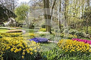 Keukenhof overview in springtime with a lot of flowers landscape