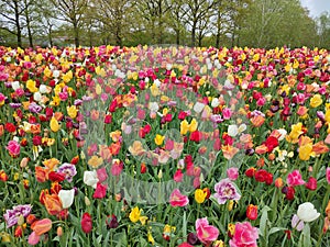 Keukenhof park of flowers and tulips in the Netherlands. Beautiful outdoor scenery in Holland