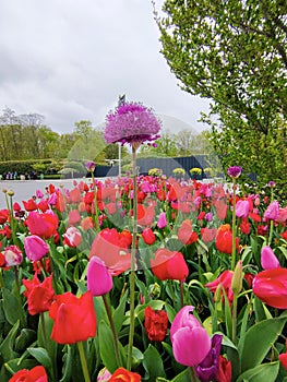 Keukenhof park of flowers and tulips in the Netherlands. Beautiful outdoor scenery in Holland