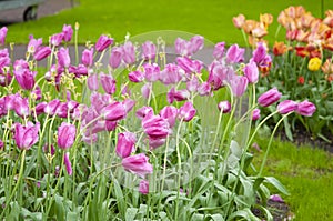 Keukenhof park of flowers and tulips in the Netherlands. Beautiful outdoor scenery in Holland