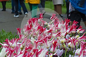 Keukenhof park of flowers and tulips in the Netherlands. Beautiful outdoor scenery in Holland