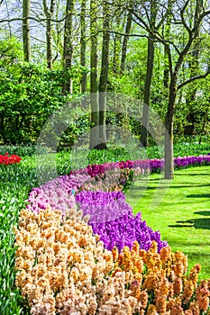 Keukenhof park . Holland