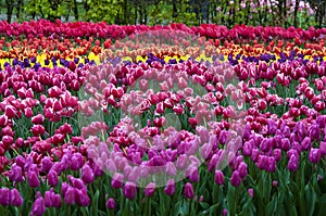 Keukenhof park in Netherlands