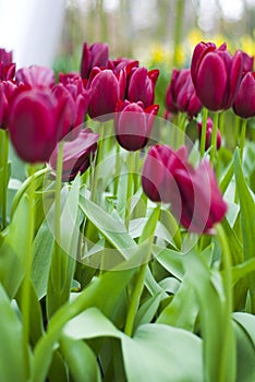 Keukenhof2008