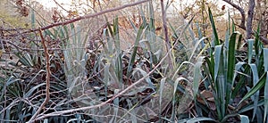 Kevda or Keora Pandanus odoratissimus plants photo