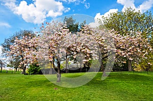 Kew botanical garden in spring, London, United Kingdom