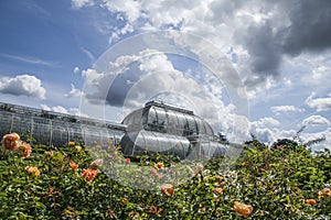 Kew Garden, the greenhouse, roses and skies.