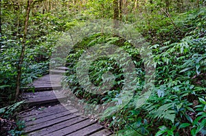 Kew mae pan nature trail at Doi inthanon Chiangmai. photo