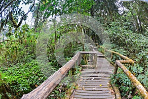 Kew mae pan nature trail at Doi Inthanon national park