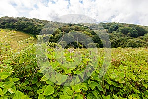 Kew Mae Pan Nature Trail Trekking trail leading through jungle