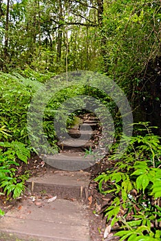 Kew Mae Pan Nature Trail Trekking trail leading through jungle