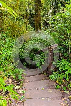 Kew Mae Pan Nature Trail Trekking trail leading through jungle