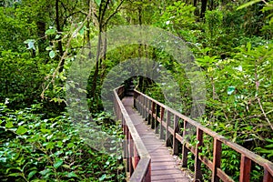 Kew Mae Pan Nature Trail Trekking trail leading through jungle