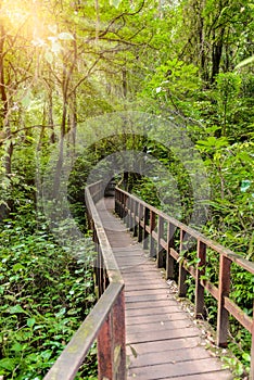 Kew Mae Pan Nature Trail Trekking trail leading through jungle