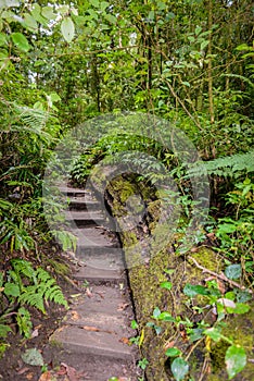 Kew Mae Pan Nature Trail Trekking trail leading through jungle