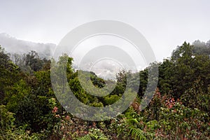 Kew Mae Pan Nature Trail Trekking trail leading through jungle