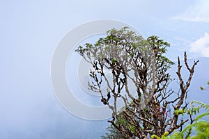 Kew Mae Pan Nature Trail Trekking trail leading through jungle