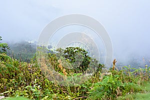 Kew Mae Pan Nature Trail Trekking trail leading through jungle