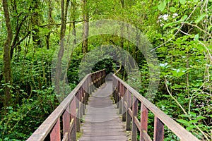 Kew Mae Pan Nature Trail Trekking trail leading through jungle