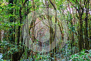 Kew Mae Pan Nature Trail Trekking trail leading through jungle landscape of deep tropical rain forest. famous trail