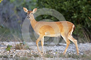 Key Deer on Big Pine Key