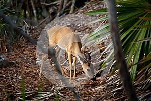 Key Deer Doe in Blue Hole Florida Keys