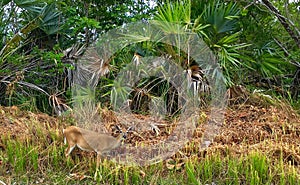 A Key Deer Doe in natural habitat, an endangered species found on Big Pine Key in the Florida Keys