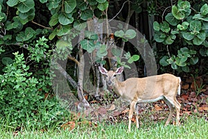 A Key Deer Doe in natural habitat, an endangered species found on Big Pine Key in the Florida Keys