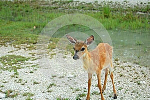 Key deer fawn