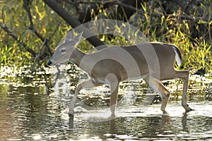 Key Deer in natural habitat in Florida state park
