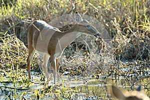 Key Deer in natural habitat in Florida state park