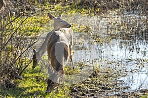 Key Deer in natural habitat in Florida state park
