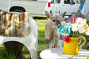 Key Deer Smelling Flowers